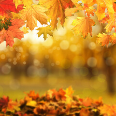 Naklejka na ściany i meble Beautiful colorful autumn leaves and blurred park background