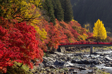Obraz premium Colourful forest of Korankei in Japan