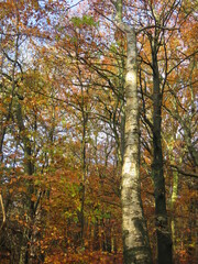 White birch in a beech forest in autumn