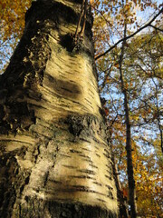 A detailed white birch tree trunk in a forest