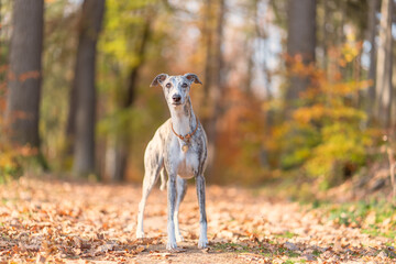 Windhund - Portrait einer hübschen Whippet Hündin im herbstlichen Wald