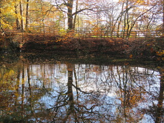 Autumn trees reflected in the water