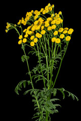 Flowers the medicinal plant of tansy, lat. Tanacetum vulgare, isolated on black background