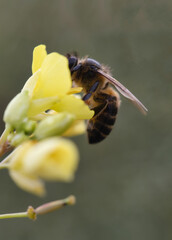 close up bee insect on flower, beautiful nature in garden and springtime season, close up macro flower and bee concept, yellow and white petal floral, animal on plant wildlife in sunny honey be