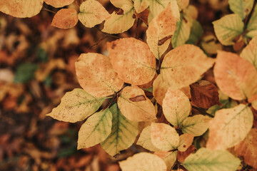 Fall leafes in beautiful color yellow red brown