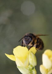close up bee insect on flower, beautiful nature in garden and springtime season, close up macro flower and bee concept, yellow and white petal floral, animal on plant wildlife in sunny honey be