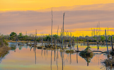 GOLDEN SUNRISE ON FLORIDA WETLAND