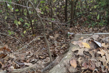 A Walk In The Park