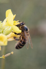 close up bee insect on flower, beautiful nature in garden and springtime season, close up macro flower and bee concept, yellow and white petal floral, animal on plant wildlife in sunny honey be