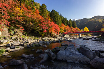 Colourful forest of Korankei in Japan