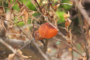 Dried orange on the tree as it was not harvested on time