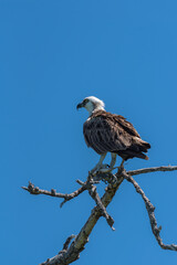 sitting osprey with a fish in its claws, Mexico