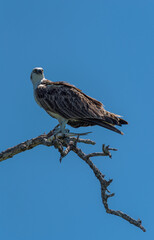 sitting osprey with a fish in its claws, Mexico
