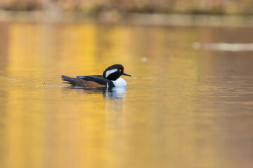 hooded merganser in autumn