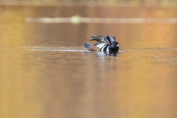 hooded merganser in autumn