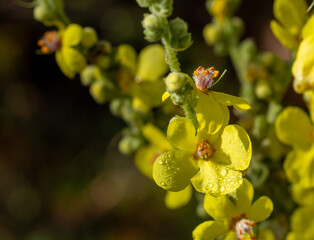 Detail of yellow verbascum flowers with orange stamens covered with dew drops