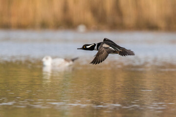 hooded merganser in autumn
