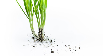 Spring onions isolated on a white background. fresh green onions isolated on white background. Top view