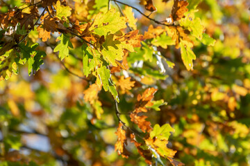 Blurred beautiful autumn background with yellow oak leaves in bright sunlight.