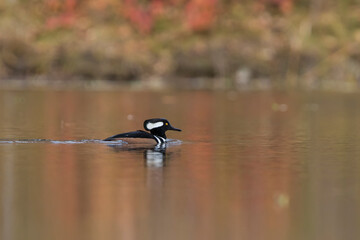 hooded merganser in autumn