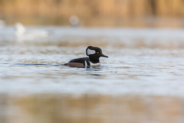 hooded merganser in autumn