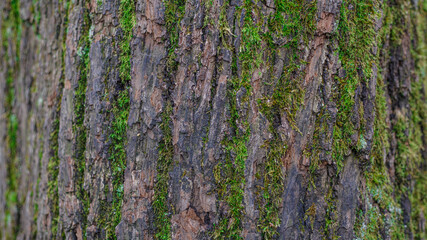 bark of a tree with green moss