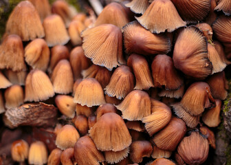 a lot of orange mushrooms. texture background