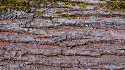 red bark of a tree with green and blue moss gradient 