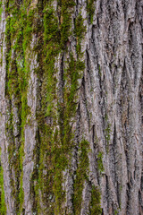 Obraz premium bark of a tree with green moss gradient vertical
