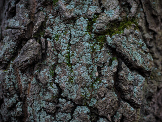 bark of a tree with blue moss