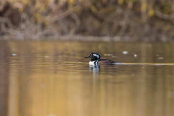 hooded merganser in autumn