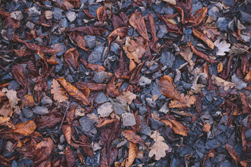 old autumn leaves background dark sadness