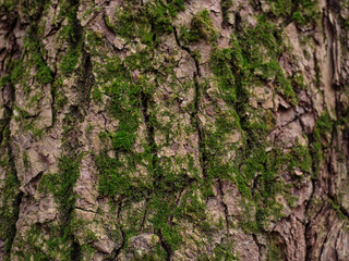 sand color bark of a tree with green moss