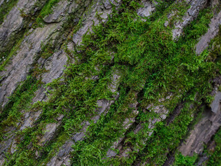 bark of a tree with green moss. textured sharpen angled