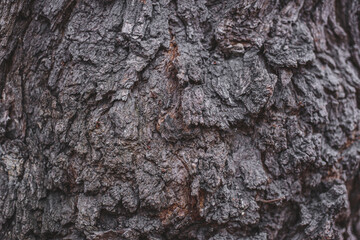 bark of old tree with hard sharpen texture. Stone rocks from fantasy planet