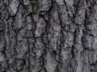 bark of old tree with hard sharpen texture. Stone rocks from fantasy planet