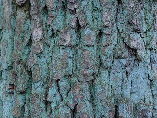 bark of a tree with blue moss