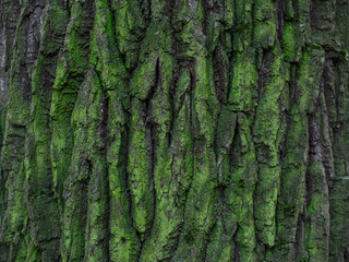 oak bark of a tree with green moss. textured sharpen