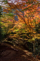 Colourful forest of Korankei in Japan