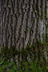 oak bark of a tree with green moss. textured sharpen vertical gradient