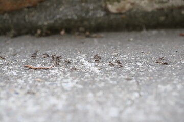 A Lot of Ants Walking on Concrete in a Line