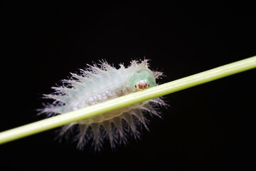 caterpillars in natural state