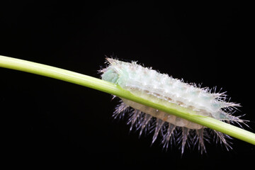 caterpillars in natural state