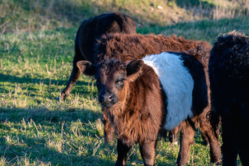 A belted galloway calf standing among its herd during sunset in pasture