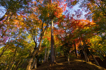 Colourful forest of Korankei in Japan