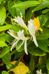 Flower of Costa Rica