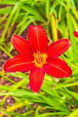 Flower of Costa Rica