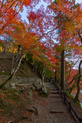 Fototapeta na wymiar Colourful forest of Korankei in Japan