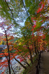 Fototapeta premium Colourful forest of Korankei in Japan