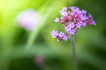 The background image of the colorful flowers